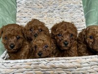 Eğitimli Sosyal Toy Poodle Yavrular