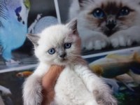 BRİTİSH BLUE POİNT A KALİTE BEBEKLER