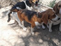 Beagle yavrular dişi erkek mevcut