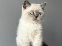 British lilac blue point