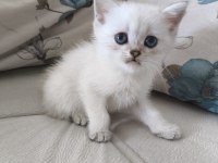 Safkan British Shorthair Yavrular