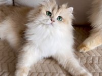 Şecereli British Longhair Blue Golden Yetişkin Dişi