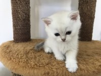 Mama karşılığında british shorthair