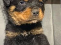 Macar rottweiler 2 aylık