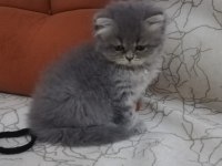 ÇOK SEVİMLİ OYUNCU BRİTİSH LONGHAİR YAVRUMUZ