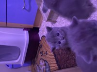 1 aylık British shorthair yavrularım