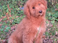 Mükemmel karakter ve vücut anatomisi labradordoodle yavrumuz