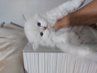 BRİTİSH LONGHAİR PAŞAM HAZIR