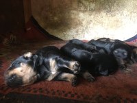 Orjinal rottweiler yavru 1 dişi