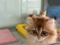 En güzel golden british shorthair ve longhair yavrular