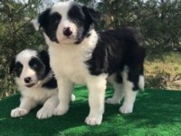 Irk ve Sağlık Garantili Border Collie Yavrular