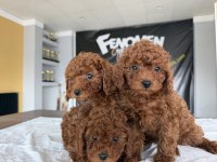 WC EĞİTİMLİ TOY POODLE YAVRULR ANKARA MAĞZAMZDA GÖRÜN