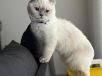 Dişi Scottish Fold Kedimi Sahiplendiriyorum