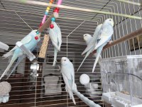 Pastel Renk Muhabbet Kuşu Yavrular