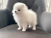 Dişi yavrumuz pomeranian boo teacup sahibini arıyor
