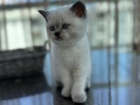 Scottish Straight Blue Point erkek kedimiz
