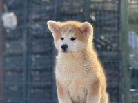 Orijinal Akita kırma filan değildir