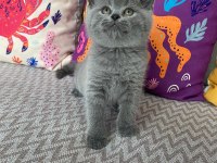 Lilac Renk Ve Gri Renk Ayı Kafa British Shorthair Bebekler