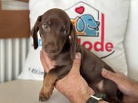Petmode köpek çiftliğinden dacshund yavrumuz