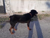 PASAPORTU olan AŞILARININ hepsi tamamlanmış erkek rottweiler
