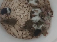 İstanbul Suriye ve Gonzales Hamsterlar