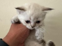 LYNX POİNT SCOTTİSH FOLD & STRAİGHT ERKE VE DİŞİ 2 AYLIK