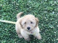 Toy poodle