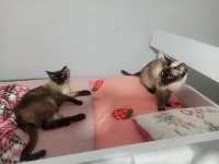 Safkan siyam kedisi bütün ailenin hepsi verilecektir