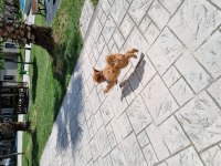 3 AYLIK AŞILARI TAM TUVALET EĞİTİMLİ DİŞİ KÖPEĞİMİZ