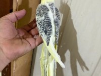 57 GÜNLÜK KUSURSUZ PİED SULTAN BEBEK