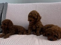 Minik Kore poodle