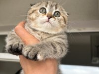 Sahiplendirilecek yavru scottish fold