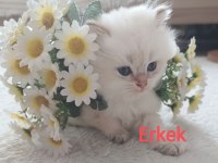 British Longhair erkek