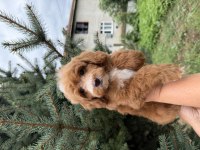 ÖZEL RENK MALTİPOO YAVRUMUZ