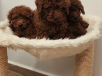 Orjinal Ev Üretimi Aşılı Toy Poodle Yavrularımız