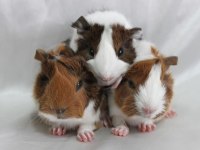 Guineapig Yavrular Aynı Gün Set Halinde Teslim Edilir