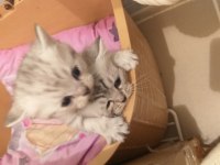 Güzel british longhair yavrular yeni sahiplerini arıyor