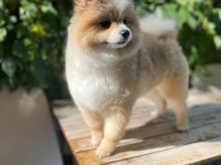 Pomerian Boo Erkek