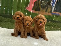 SAFKAN IRK GARANTİLİ POODLE BEBEKLER