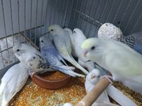 Yuvadan yeni çıkan muhabbet kuşu yavruları