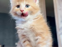 Safkan maine coon - ekstra iri yavrular