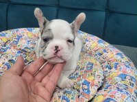 French bulldog sevenler