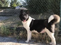 Show kalite anne babanın yavruları akita inu