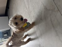 Safkan Maltipoo 5,5 Aylık Erkek