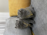 British shorthair kediler