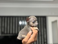 MİCRO BOY EXOTİC LİLACTAN FRENCH BULLDOG ERKEK