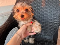 Teacup yorkshire terrier