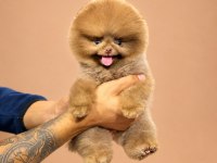 Kore ayı surat Pomeranian Boo Yavrularımız