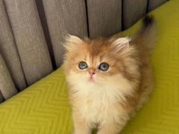 Safkan British Longhair yavrular