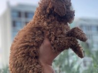 5 aylık saf kan toy poodle